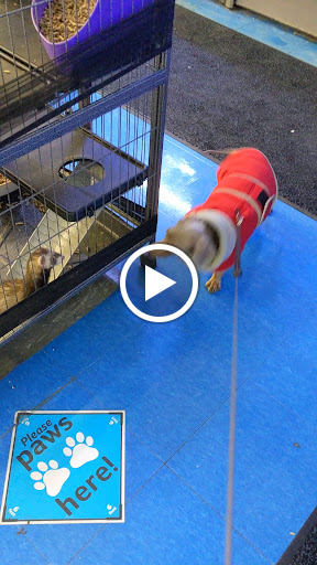 Pet Supply Store «Pet Supplies Plus», reviews and photos, 19295 West Rd, Woodhaven, MI 48183, USA