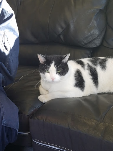 Auto Repair Shop «Cats Auto Repair», reviews and photos, 685 W Wise Rd, Schaumburg, IL 60193, USA