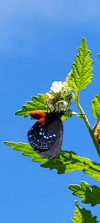Native Butterfly Flowers - Photo 5 - Car repair in West Melbourne, FL, Palm Bay