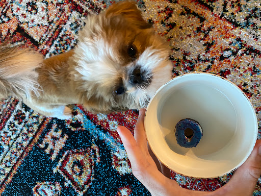 Pet Supply Store «Long Dog Fat Cat», reviews and photos, 16909 Burke St #126, Omaha, NE 68118, USA