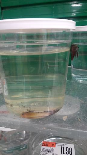 Pet Supply Store «Pet Supplies Plus», reviews and photos, 4405 Milestrip Rd, Blasdell, NY 14219, USA