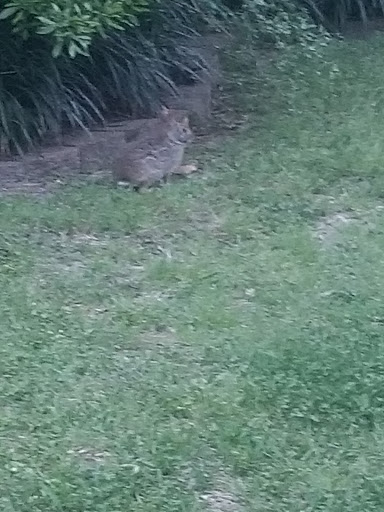 Park «Terramont Park», reviews and photos, 8500 Terramont Dr, The Woodlands, TX 77382, USA