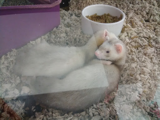 Pet Supply Store «Petco Animal Supplies», reviews and photos, 1410 N Loop 336 W, Conroe, TX 77304, USA