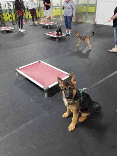 Dog Trainer «Suite Dog Daze», reviews and photos, 2090 Front St NE, Salem, OR 97301, USA