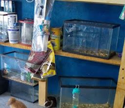 ACUARIO DORADIN Y AMIGOS photo