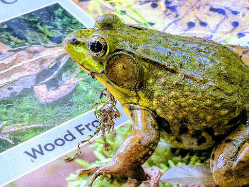 Park «Potomac Overlook Regional Park», reviews and photos, 2845 Marcey Rd, Arlington, VA 22207, USA