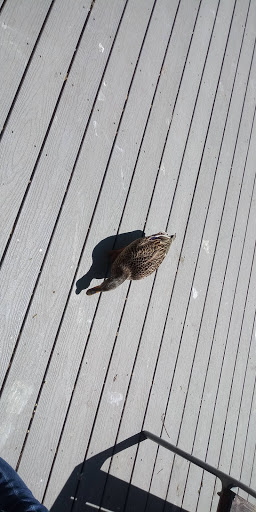 Tourist Attraction «Tracy Aviary», reviews and photos, 589 1300 S, Salt Lake City, UT 84105, USA