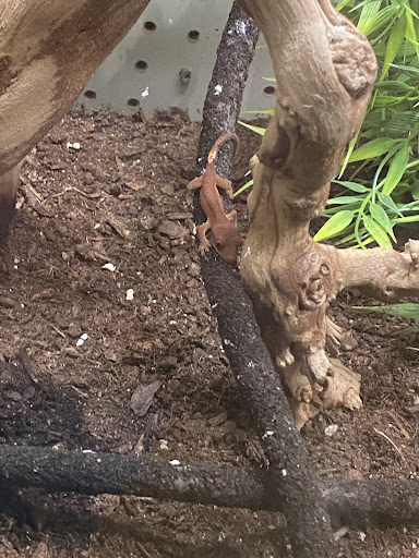 Pet Supply Store «Coastline Pet Supply», reviews and photos, 3530 Northgate Dr, Myrtle Beach, SC 29588, USA