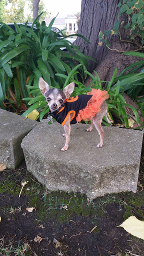 Pet Supply Store «Pet Supplies Plus», reviews and photos, 2018 Sutterville Rd #112, Sacramento, CA 95822, USA