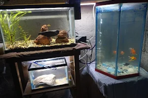 Aqua Pet Pachuca image