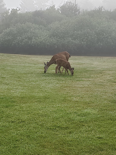 Public Golf Course «Ocean Shores Golf Course», reviews and photos, 500 Canal Dr NE, Ocean Shores, WA 98569, USA