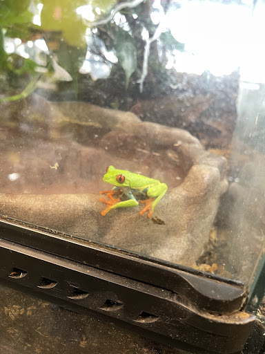 Reptile Store «Reptile Pets Direct», reviews and photos, 8088 Pat Booker Rd, Live Oak, TX 78233, USA