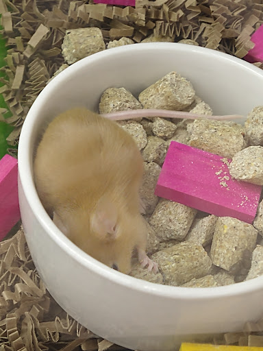 Pet Supply Store «Petco Animal Supplies», reviews and photos, 4915 E 41st St C, Tulsa, OK 74135, USA