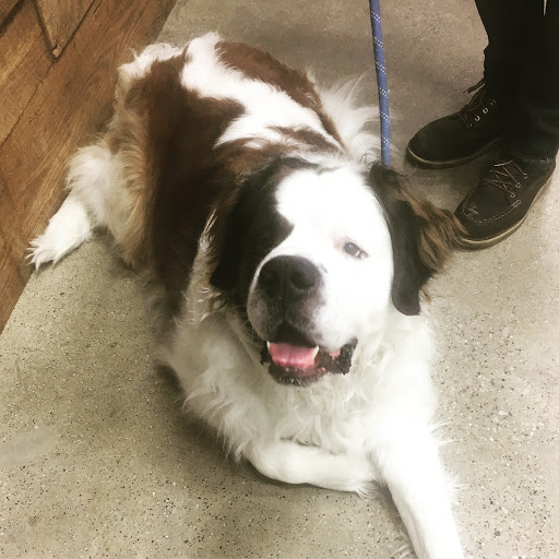 Pet Supply Store «Premier Pet Supply», reviews and photos, 15399 Merriman Rd, Livonia, MI 48154, USA