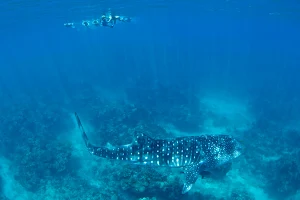 Three Islands Whale Shark Dive image