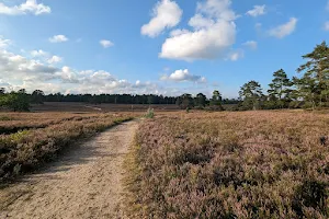 Schwindebecker Heide image