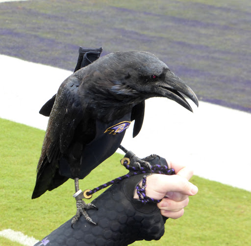 Stadium «M&T Bank Stadium», reviews and photos, 1101 Russell St, Baltimore, MD 21230, USA