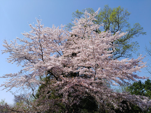 National Park «Kenilworth Park», reviews and photos, 1505 Ancostia Ave NE, Washington, DC 20019, USA