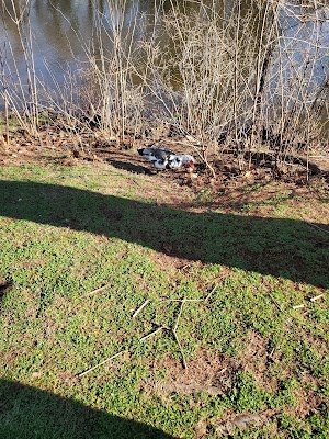 Duck Pond - photo 47