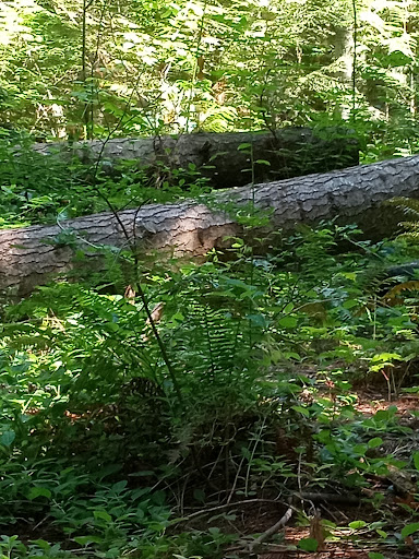 Nature Preserve «Illahee Preserve», reviews and photos, 3200 NE Riddell Rd, Bremerton, WA 98310, USA