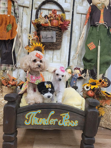 Pet Groomer «Thunderpaws Canine Solutions, LLC», reviews and photos, 206 S Austin St, Seguin, TX 78155, USA