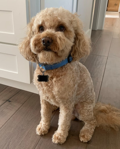 Pet Supply Store «Petco Animal Supplies», reviews and photos, 1337 N National Rd, Columbus, IN 47201, USA