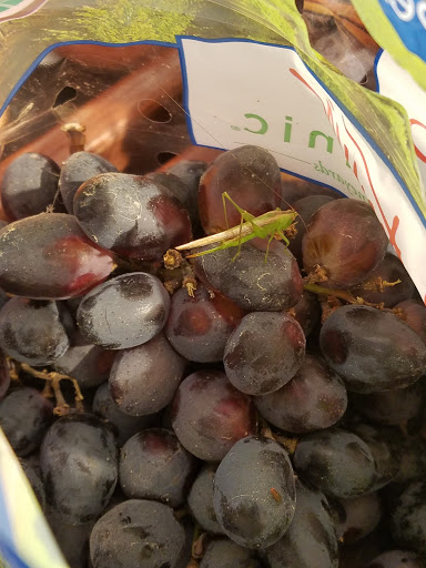 Grocery Store «Kroger», reviews and photos, 3959 Lavista Rd a, Tucker, GA 30084, USA