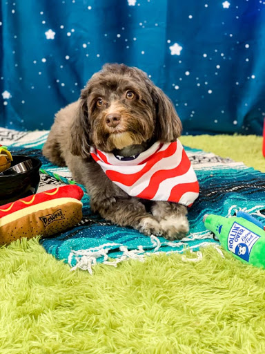 Kathy Santo Dog Training