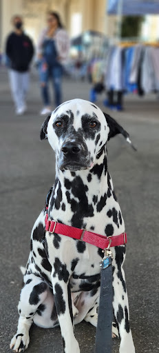 Arts Organization «Riverside Arts Market», reviews and photos, 715 Riverside Ave, Jacksonville, FL 32204, USA