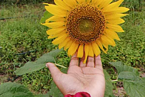 Sunflower farm image
