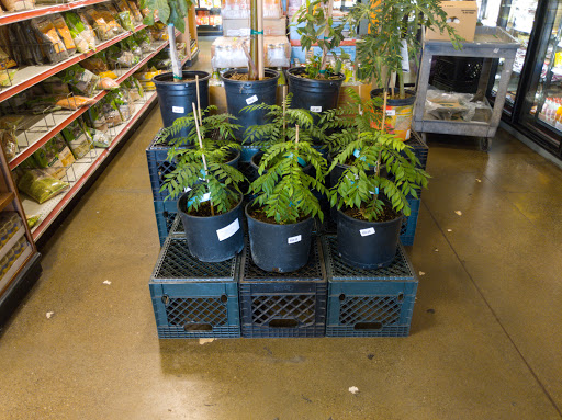 Indian Grocery Store «Bharat Bazar», reviews and photos, 3400 Mowry Ave, Fremont, CA 94538, USA