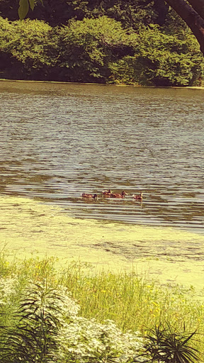 Park «Branch Brook Park», reviews and photos, Lake St & Park Avenue, Newark, NJ 07104, USA