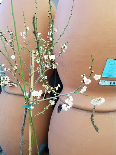 Plant Nursery «San Gabriel Nursery & Florist», reviews and photos, 632 S San Gabriel Blvd, San Gabriel, CA 91776, USA