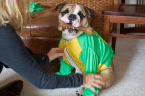 Pet Supply Store «Just Pets», reviews and photos, 8874 Maximus Dr, Lone Tree, CO 80124, USA