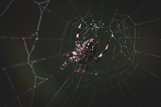 Nature Preserve «Beanblossom Bottoms Nature Preserve - Sycamore Land Trust», reviews and photos, N Woodall Rd, Ellettsville, IN 47429, USA