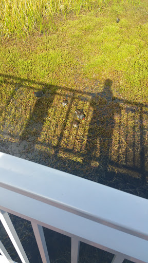 Park «Oak Hammock Park», reviews and photos, 9220 NW 44th Ct, Sunrise, FL 33351, USA