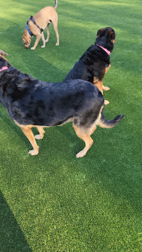 Dog Park «Eisenhower Dog Park», reviews and photos, 576 Salisbury Park Dr, Westbury, NY 11590, USA