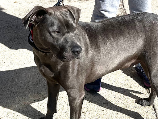 Pet Supply Store «Petco», reviews and photos, 35 Pleasant St, South Weymouth, MA 02190, USA