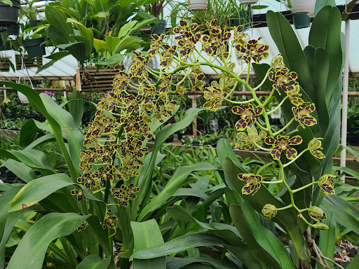 Florist «Little Brook Orchids», reviews and photos, 25 Rider Ave, Lancaster, PA 17603, USA