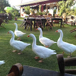 Photo n°2 de l'avis de Giuseppe.e fait le 23/08/2020 à 09:52 sur le  Barone Montefeo à Colla Maffone