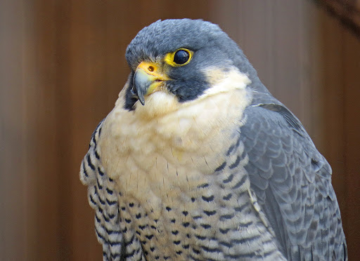 Zoo «Phillips Park Zoo», reviews and photos, 1000 Ray Moses Dr, Aurora, IL 60505, USA