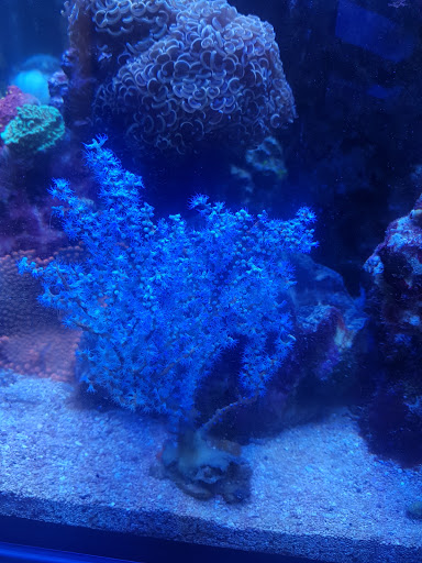 Aquarium Shop «Exotic Aquariums», reviews and photos, 7399 Bird Rd, Miami, FL 33155, USA