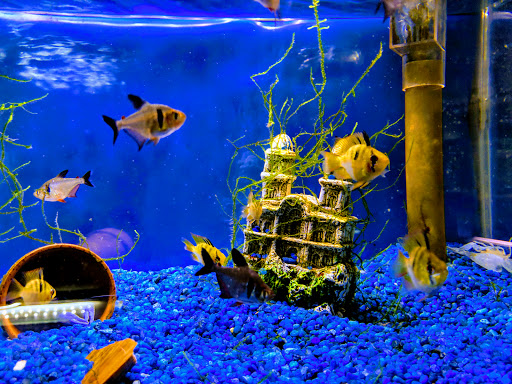 Tropical Fish Store «Something Fishy», reviews and photos, 954 S Wayne Rd, Westland, MI 48186, USA