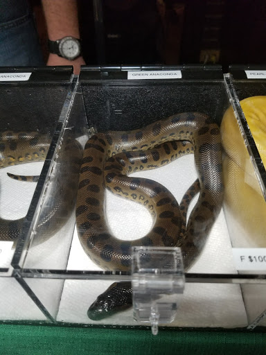 Reptile Store «Cleveland Reptile Show», reviews and photos, 17250 Hummel Rd, Brook Park, OH 44142, USA