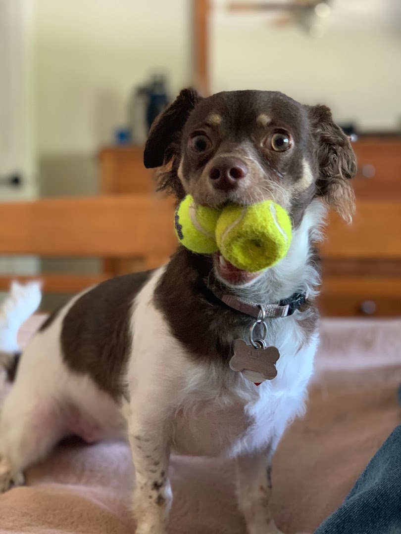 Best Friend Pet Sitting