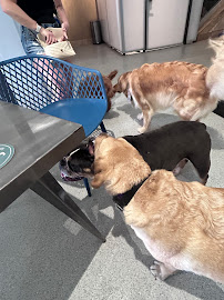 West Street Dog - Photo 6 - Car repair in Raleigh, NC, Raleigh