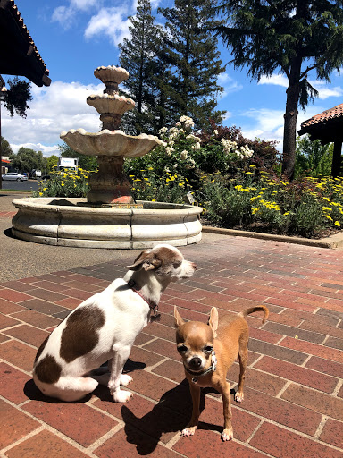 Pet Supply Store «Sonoma Pet and Aquatics», reviews and photos, 201 W Napa St #7, Sonoma, CA 95476, USA
