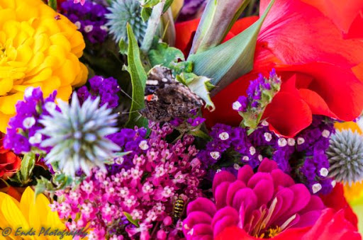 Produce Market «Maple Grove Farmers Market», reviews and photos, 12951 Weaver Lake Rd, Maple Grove, MN 55369, USA