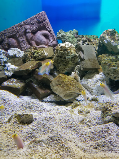 Aquarium «Audubon Aquarium of the Americas», reviews and photos, 1 Canal St, New Orleans, LA 70130, USA