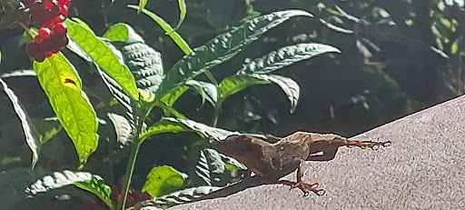 Nature Preserve «Woodmont Natural Area», reviews and photos, 7250 NW 80th Pl, Pompano Beach, FL 33321, USA